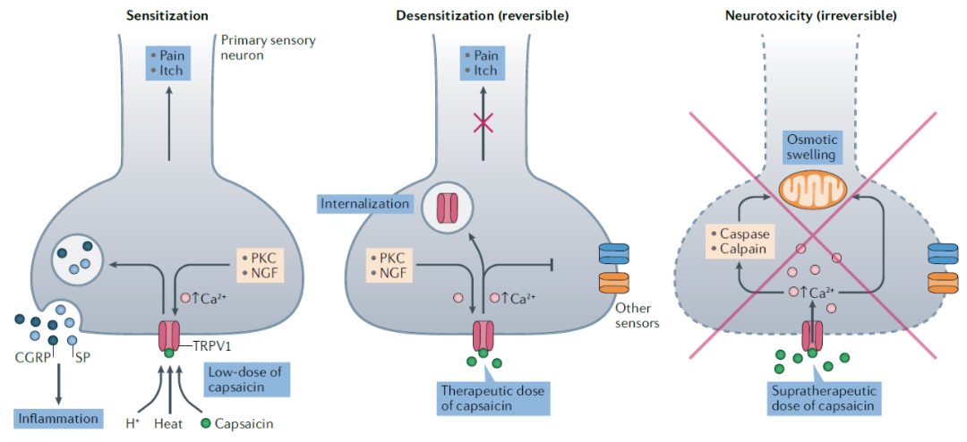 不仅能拿诺奖，还有机会治疗癌症？深度解读2021年诺贝尔生理学或医学奖休闲区蓝鸢梦想 - Www.slyday.coM