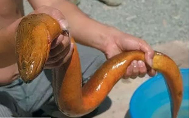 吃到望月鳝怎么办望月鳝和黄鳝的区别有哪些