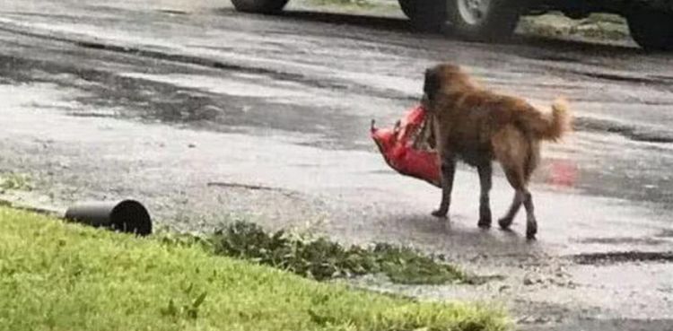 狗狗被台风刮走，主人哪里都找不到它，突然叼着一物回来了休闲区蓝鸢梦想 - Www.slyday.coM