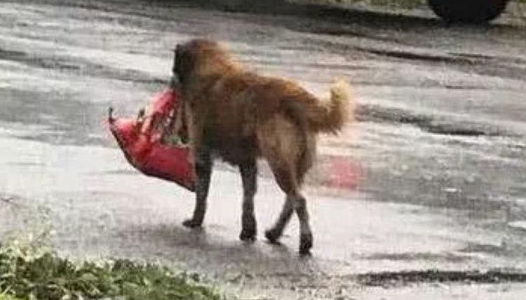 狗狗被台风刮走，主人哪里都找不到它，突然叼着一物回来了休闲区蓝鸢梦想 - Www.slyday.coM
