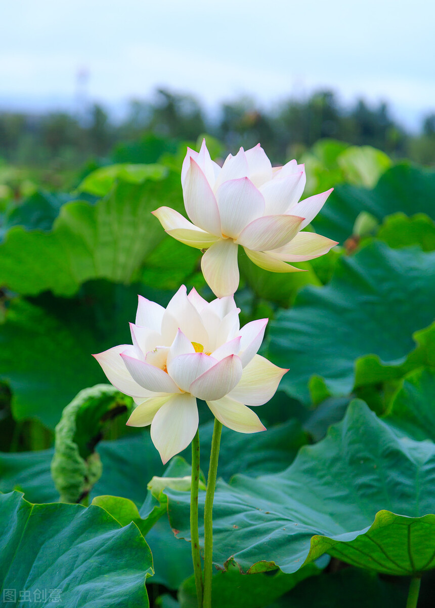 花开半夏,梦若青莲,只为暖一场,最美的遇见|青莲|流年|相思_新浪新闻