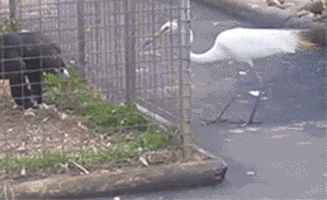 搞笑GIF趣图:不要以为我是个菜鸟，其实天下武功唯快不破！休闲区蓝鸢梦想 - Www.slyday.coM