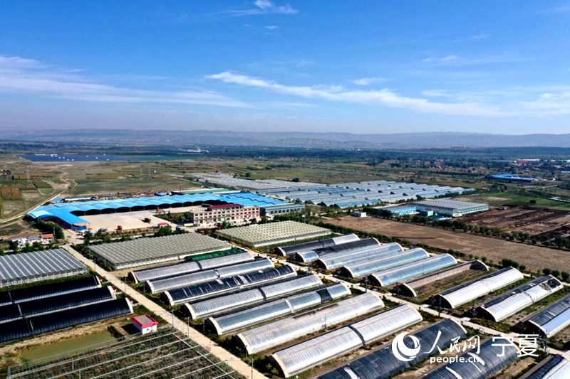 石榴花开籽籽同心宁夏固原冷凉蔬菜成了火热产业