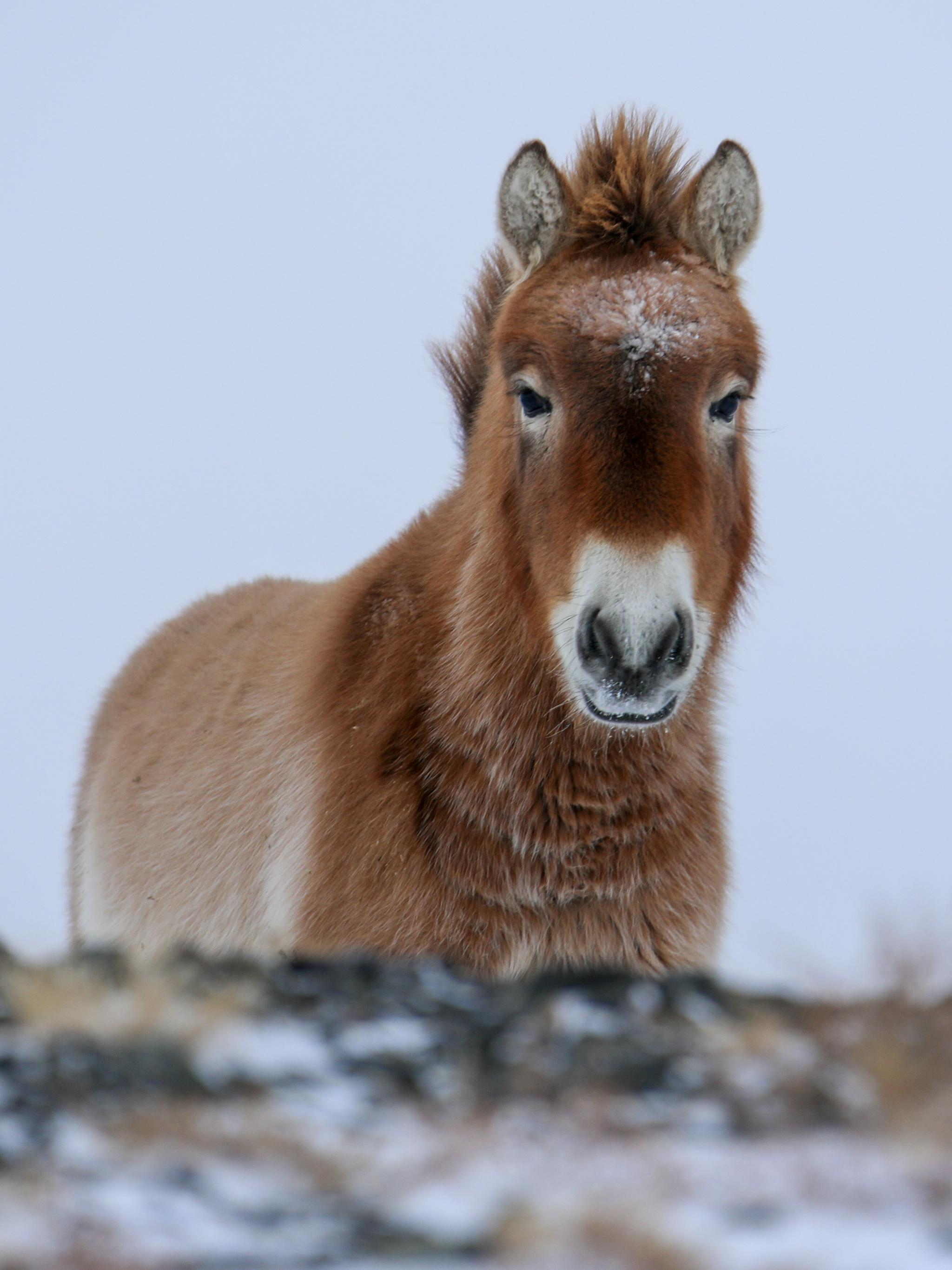 这是在新疆卡拉麦里山有蹄类野生动物自然保护区拍摄的普氏野马(2018
