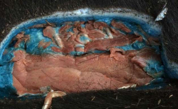 男子野外猎杀了一头野猪,本来高兴的男子,却被吓到了休闲区蓝鸢梦想 - Www.slyday.coM 男子野外猎杀了一头野猪,本来高兴的男子,却被吓到了休闲区蓝鸢梦想 - Www.slyday.coM