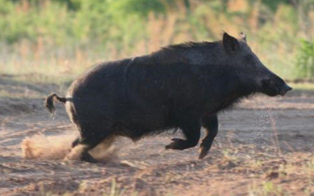 男子野外猎杀了一头野猪,本来高兴的男子,却被吓到了休闲区蓝鸢梦想 - Www.slyday.coM 男子野外猎杀了一头野猪,本来高兴的男子,却被吓到了休闲区蓝鸢梦想 - Www.slyday.coM