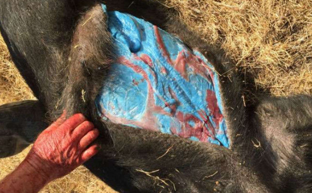 男子野外猎杀了一头野猪,本来高兴的男子,却被吓到了休闲区蓝鸢梦想 - Www.slyday.coM 男子野外猎杀了一头野猪,本来高兴的男子,却被吓到了休闲区蓝鸢梦想 - Www.slyday.coM