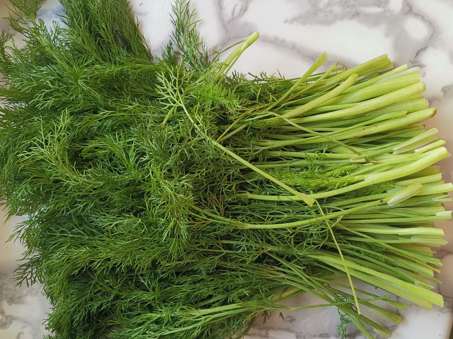 此菜包饺子真好吃,湿气最怕它,清香鲜美又多汁,常吃湿气跑光光休闲区蓝鸢梦想 - Www.slyday.coM 此菜包饺子真好吃,湿气最怕它,清香鲜美又多汁,常吃湿气跑光光休闲区蓝鸢梦想 - Www.slyday.coM