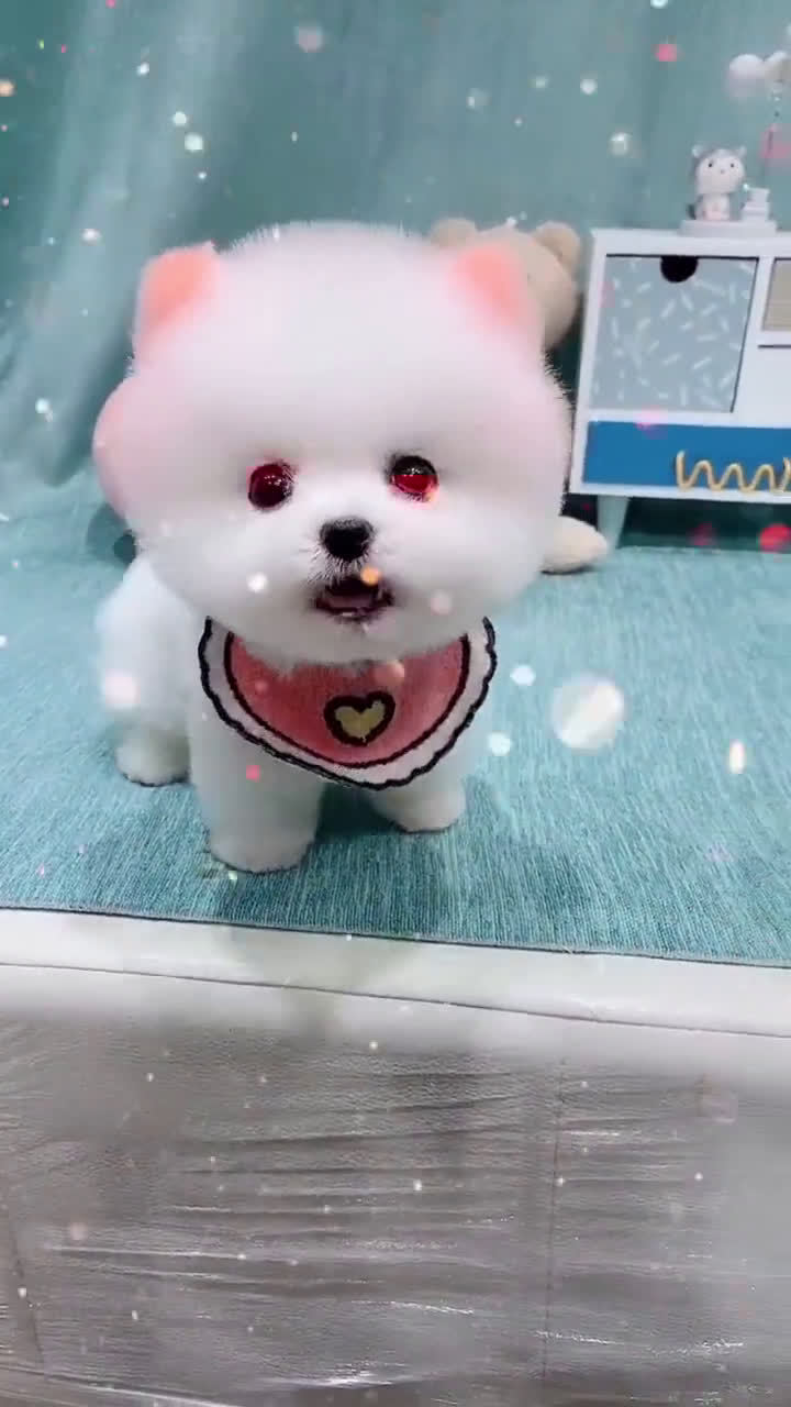 给博美剪毛,剪完后太萌了