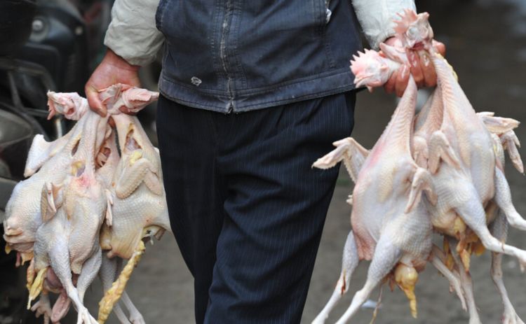 买鸡时,如何分辨“病死鸡”和“鲜活鸡”?教你几招,别再被骗了