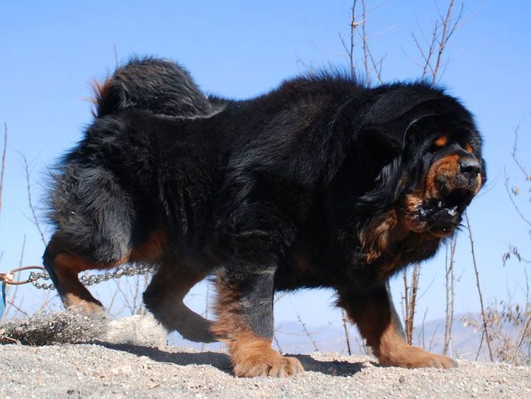 世上最凶猛的十大恶犬,藏獒在里面只能算小弟|攻击|犬类|藏獒_新浪
