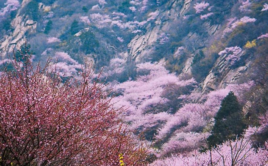 不知道去哪里?其实秦岭最美的桃花山在这里,可惜许多人都找错了