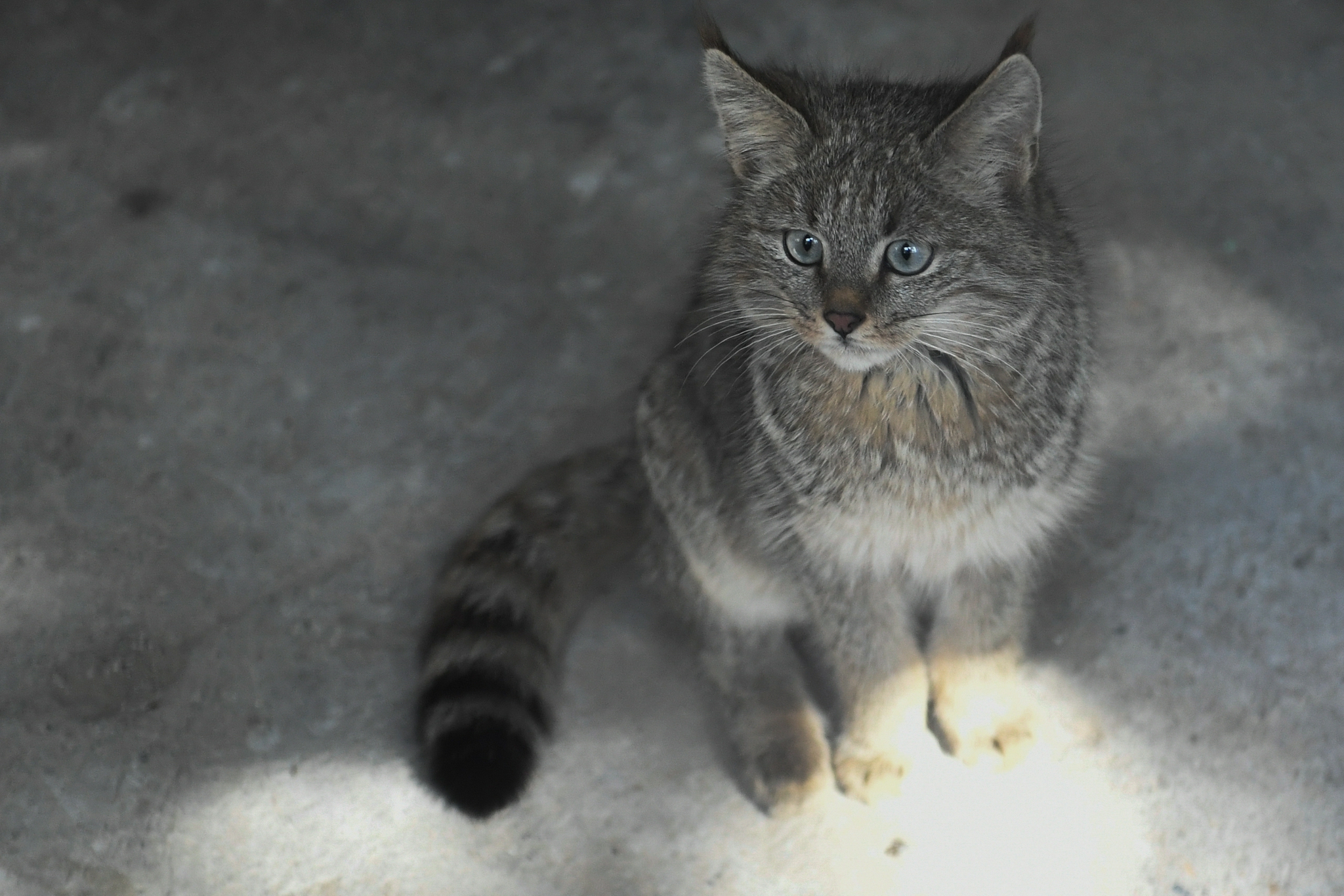 这是9月30日在西宁野生动物园拍摄的人工救助的荒漠猫幼崽.