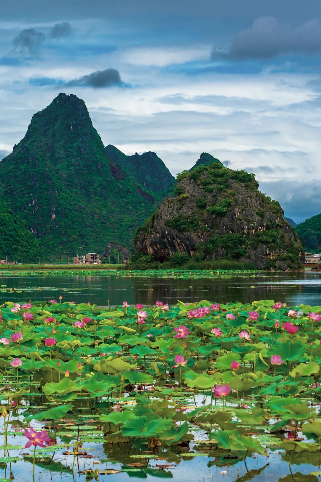 山水园林,城市乡村,山脚湖畔,荷花总能适宜地点缀出绚丽多姿的中国