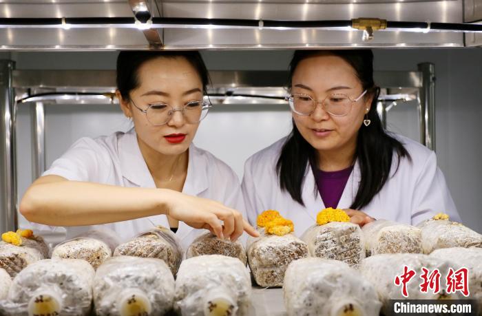 图为甘肃省科学院生物研究所食用菌研究室. 高展 摄