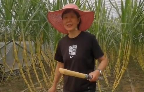 郎平离开女排后,开始享受退休生活!国庆下地砍甘蔗,边削边自夸休闲区蓝鸢梦想 - Www.slyday.coM 郎平离开女排后,开始享受退休生活!国庆下地砍甘蔗,边削边自夸休闲区蓝鸢梦想 - Www.slyday.coM