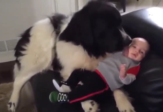 狗狗舔了下宝宝反被一脚踹在脸上,结果表情让人笑喷!休闲区蓝鸢梦想 - Www.slyday.coM 狗狗舔了下宝宝反被一脚踹在脸上,结果表情让人笑喷!休闲区蓝鸢梦想 - Www.slyday.coM