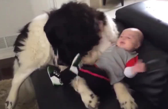 狗狗舔了下宝宝反被一脚踹在脸上,结果表情让人笑喷!休闲区蓝鸢梦想 - Www.slyday.coM 狗狗舔了下宝宝反被一脚踹在脸上,结果表情让人笑喷!休闲区蓝鸢梦想 - Www.slyday.coM