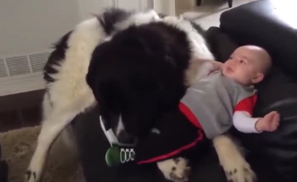 狗狗舔了下宝宝反被一脚踹在脸上,结果表情让人笑喷!休闲区蓝鸢梦想 - Www.slyday.coM 狗狗舔了下宝宝反被一脚踹在脸上,结果表情让人笑喷!休闲区蓝鸢梦想 - Www.slyday.coM