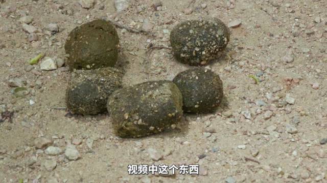 袋熊,方块便便!