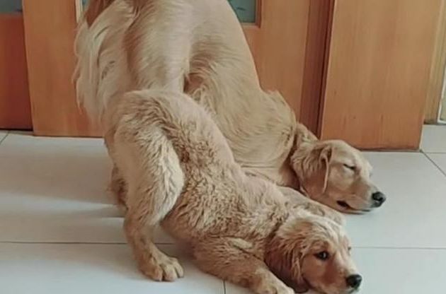 小狗狗犯了错,狗妈妈让它学自己,主人乐坏了