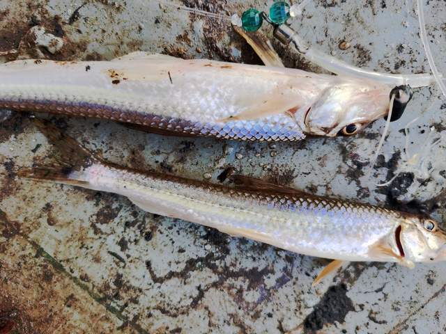 小郭钓的船钉子