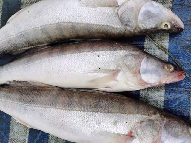 我本来想着抢在洪峰前钓钓鱼,没成想差点没走出来……|鲇鱼|乌苏里江