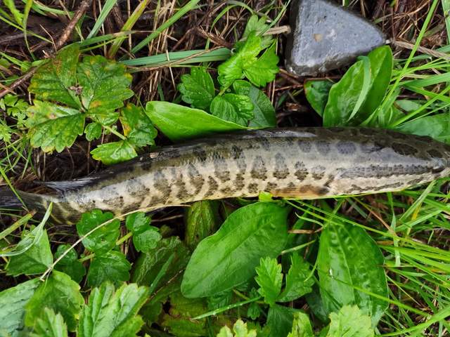 横冲直撞的小黑鱼