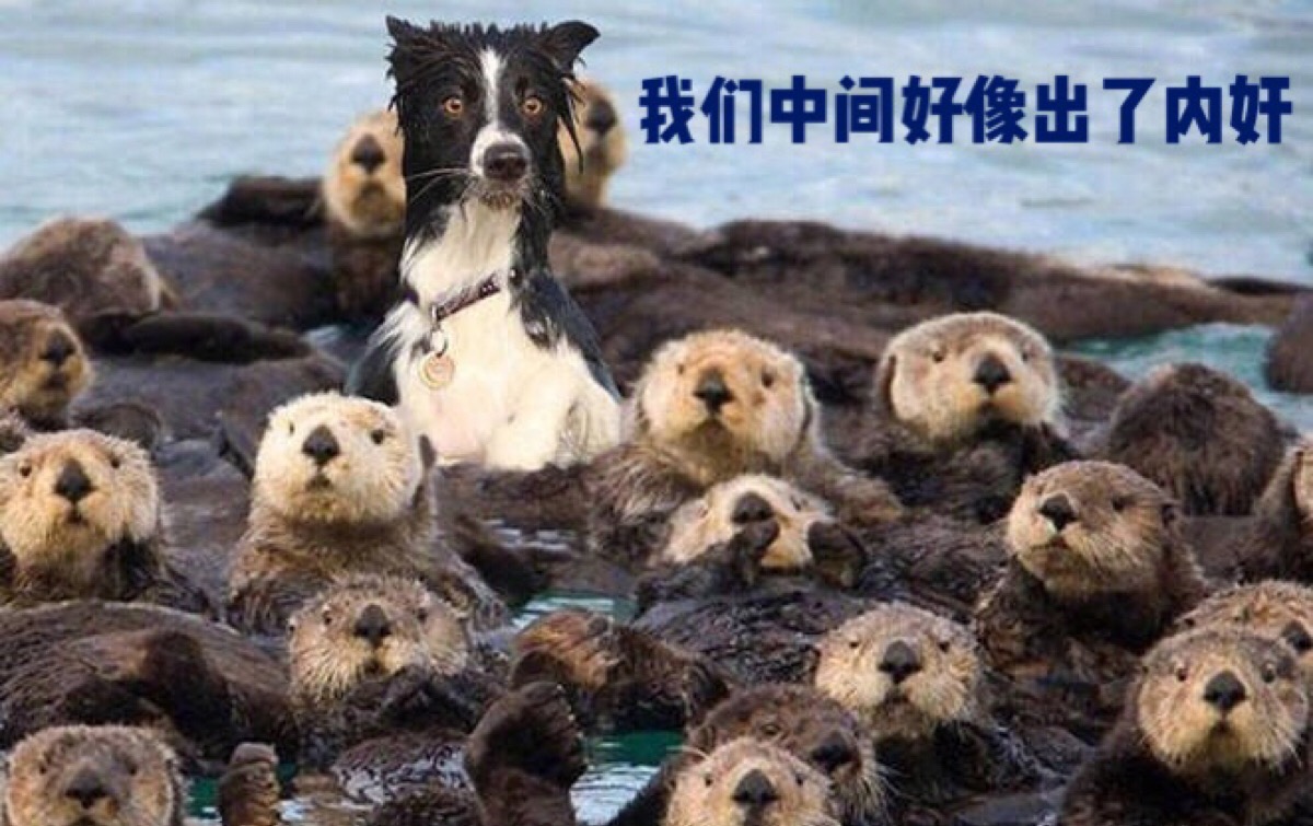 上海游客手机掉水池被水獭捡起归还,美国水獭却袭击人,咋回事?休闲区蓝鸢梦想 - Www.slyday.coM 上海游客手机掉水池被水獭捡起归还,美国水獭却袭击人,咋回事?休闲区蓝鸢梦想 - Www.slyday.coM