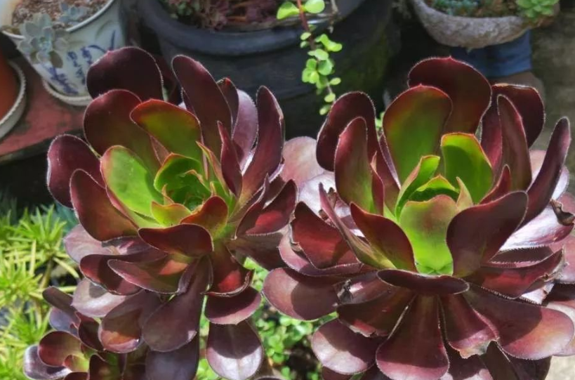 霸气侧漏的"独眼巨人",杂交品种中的精品,盆栽需多注意4点|独眼|植株