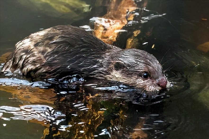 上海游客手机掉水池被水獭捡起归还,美国水獭却袭击人,咋回事?休闲区蓝鸢梦想 - Www.slyday.coM 上海游客手机掉水池被水獭捡起归还,美国水獭却袭击人,咋回事?休闲区蓝鸢梦想 - Www.slyday.coM
