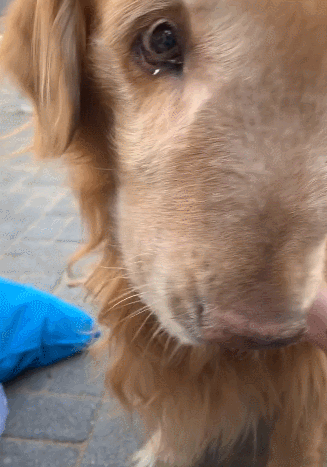 狗狗额头鼓起来,靠嘴巴呼吸,了解实情后让人泪目!