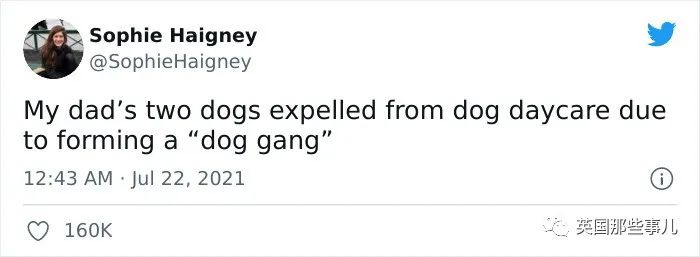 狗狗送去日托所还能被劝退？谁让你把其他小狗当羊放了啊！休闲区蓝鸢梦想 - Www.slyday.coM