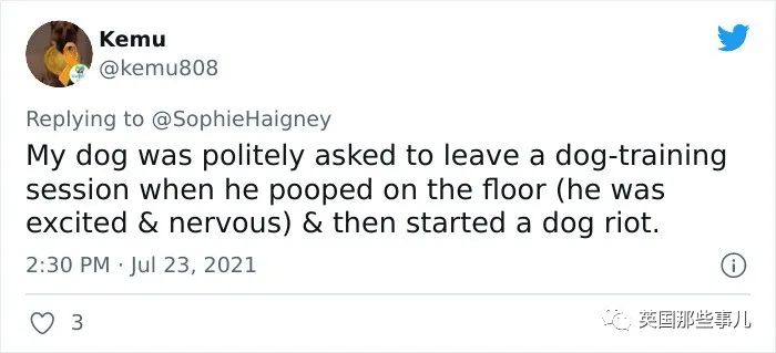 狗狗送去日托所还能被劝退？谁让你把其他小狗当羊放了啊！休闲区蓝鸢梦想 - Www.slyday.coM