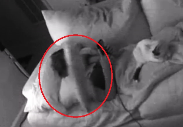 最惨铲屎官！美国一女子经常被两只追逐奔跑的宠物猫踩脸休闲区蓝鸢梦想 - Www.slyday.coM