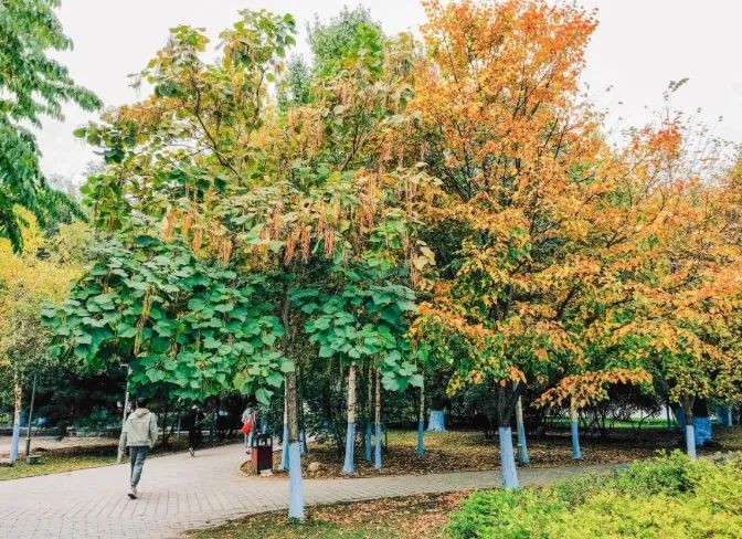 哈尔滨工程大学校园里开得火红热烈的国庆树