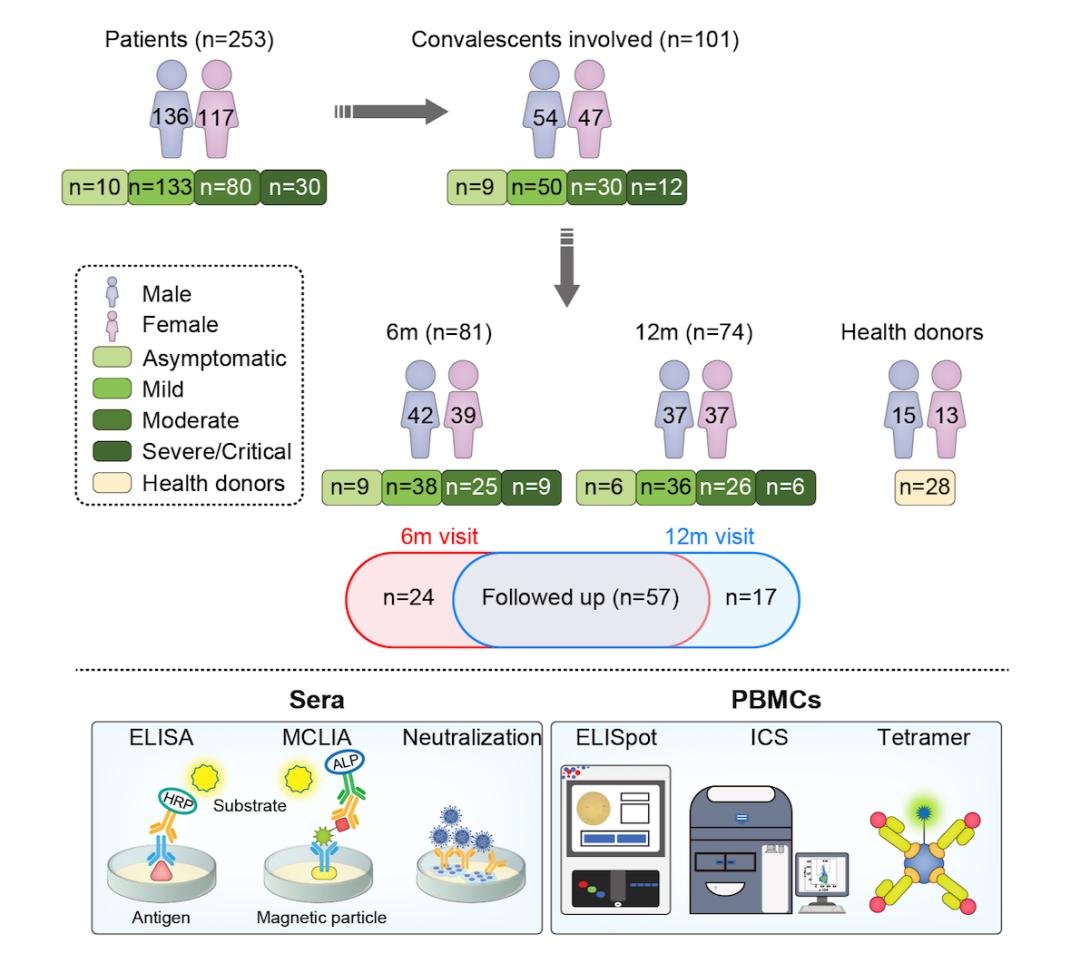 新冠康复者免疫记忆随访研究流程图