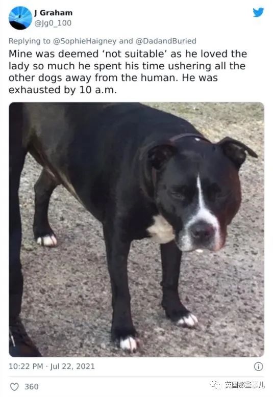 狗狗送去日托所还能被劝退？谁让你把其他小狗当羊放了啊！休闲区蓝鸢梦想 - Www.slyday.coM