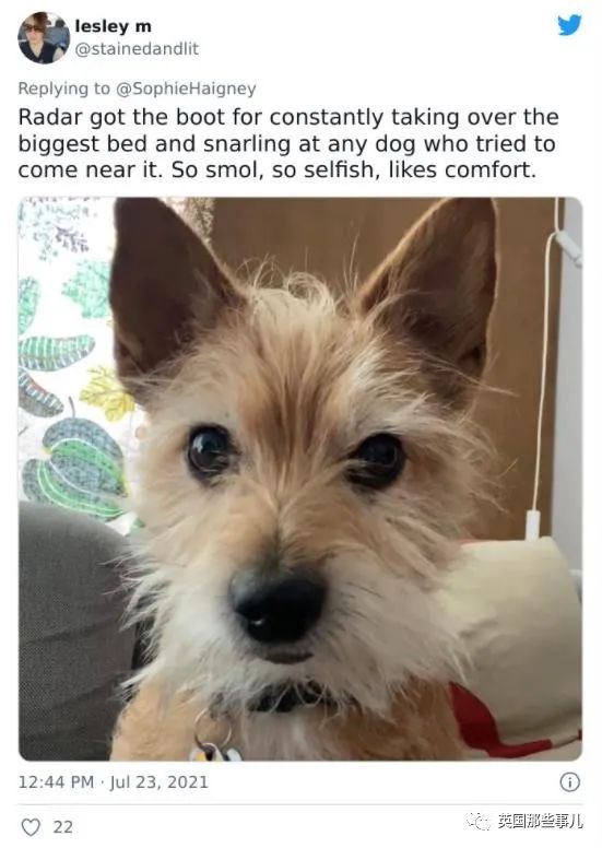 狗狗送去日托所还能被劝退？谁让你把其他小狗当羊放了啊！休闲区蓝鸢梦想 - Www.slyday.coM