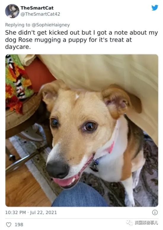 狗狗送去日托所还能被劝退？谁让你把其他小狗当羊放了啊！休闲区蓝鸢梦想 - Www.slyday.coM