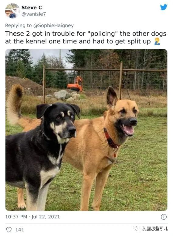 狗狗送去日托所还能被劝退？谁让你把其他小狗当羊放了啊！休闲区蓝鸢梦想 - Www.slyday.coM