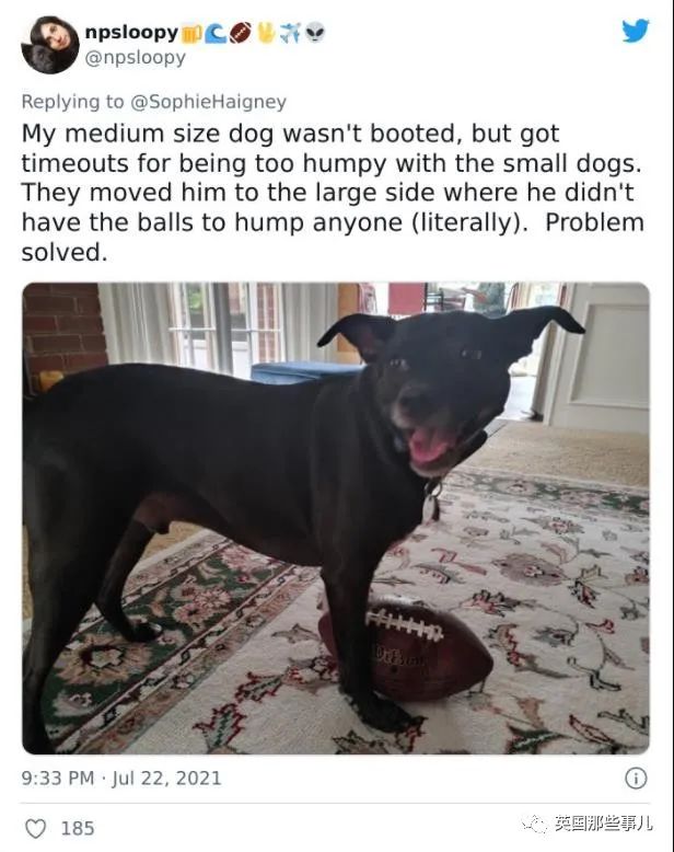 狗狗送去日托所还能被劝退？谁让你把其他小狗当羊放了啊！休闲区蓝鸢梦想 - Www.slyday.coM