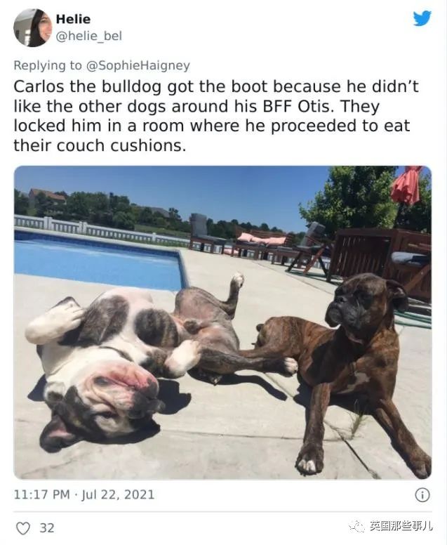 狗狗送去日托所还能被劝退？谁让你把其他小狗当羊放了啊！休闲区蓝鸢梦想 - Www.slyday.coM