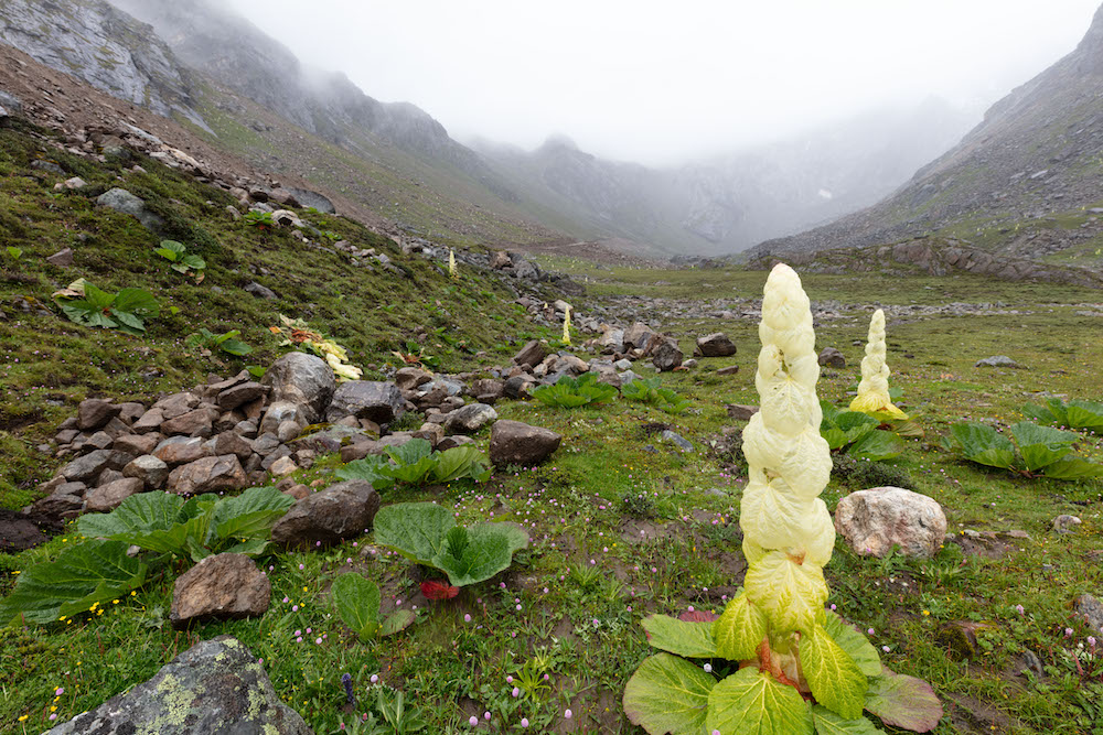 自然散步塔黄高山上的小巨人
