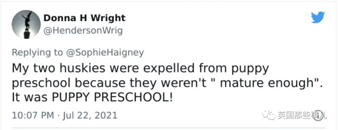 狗狗送去日托所还能被劝退？谁让你把其他小狗当羊放了啊！休闲区蓝鸢梦想 - Www.slyday.coM