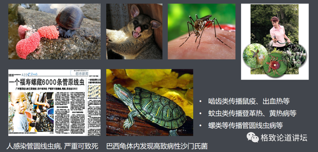 这些外来入侵物种是第六次物种大灭绝的重要元凶