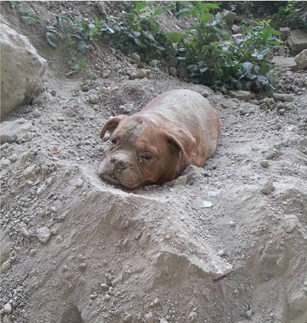 狗狗被主人捆在野外等死,只剩最后一口气的时候等来了恩人休闲区蓝鸢梦想 - Www.slyday.coM 狗狗被主人捆在野外等死,只剩最后一口气的时候等来了恩人休闲区蓝鸢梦想 - Www.slyday.coM