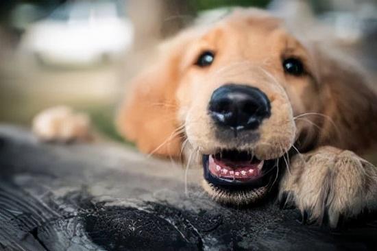 为什么狗狗会有两排牙齿？其实那是乳齿，有些狗狗成年后乳齿还在休闲区蓝鸢梦想 - Www.slyday.coM