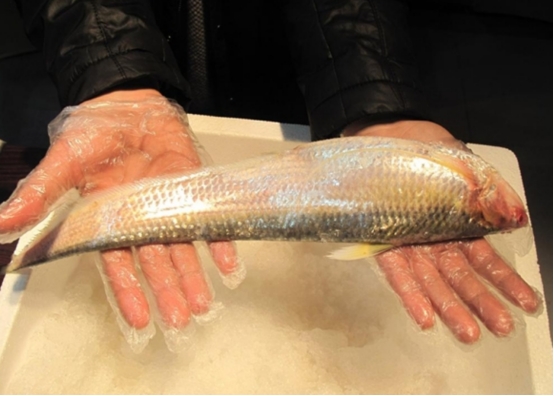 有钱也吃不到1斤8000元的长江刀鲚被人吃到濒危30年才发现1条