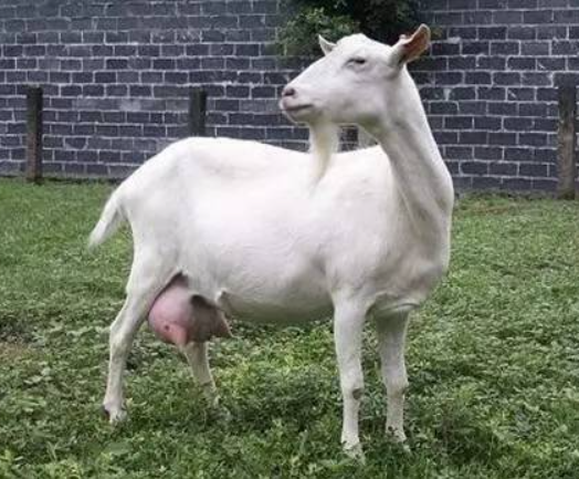 羊乳房有硬块下不来奶怎么办羊乳房炎症肿块怎么治疗方法来了